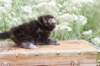 vannavaletta4weeks118202334_small.jpg