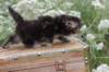 vannavaletta4weeks118202337_small.jpg