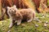 vanya105weeks259202311_small.jpg
