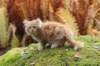 vanya105weeks259202317_small.jpg