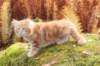 vanya105weeks259202318_small.jpg
