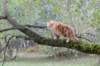 vanya125weeks810202385_small.jpg