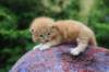 vanyad22ot25weeks317202310_small.jpg