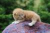 vanyad22ot25weeks317202313_small.jpg