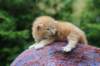 vanyad22ot25weeks317202314_small.jpg