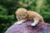 vanyad22ot25weeks317202315_small.jpg