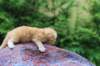 vanyad22ot25weeks317202317_small.jpg