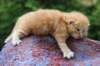 vanyad22ot25weeks317202321_small.jpg