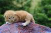 vanyad22ot25weeks31720233_small.jpg