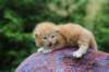 vanyad22ot25weeks31720234_small.jpg