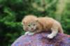 vanyad22ot25weeks31720235_small.jpg