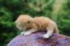 vanyad22ot25weeks31720236_small.jpg