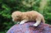 vanyad22ot25weeks31720237_small.jpg