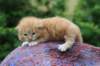 vanyad22ot25weeks31720238_small.jpg