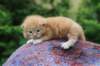 vanyad22ot25weeks31720239_small.jpg