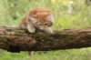 venyamin105weeks10_small.jpg