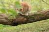 venyamin105weeks11_small.jpg