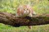 venyamin105weeks13_small.jpg