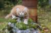 venyamin105weeks59_small.jpg