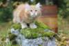 venyamin105weeks61_small.jpg