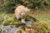 venyamin105weeks69_small.jpg