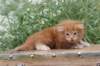 venyamin4weeks1182023ve2210_small.jpg