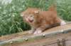 venyamin4weeks1182023ve2211_small.jpg