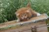 venyamin4weeks1182023ve2212_small.jpg