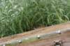 venyamin4weeks1182023ve2215_small.jpg