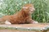 venyamin4weeks1182023ve2216_small.jpg
