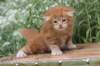 venyamin4weeks1182023ve221_small.jpg