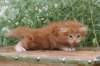 venyamin4weeks1182023ve2220_small.jpg