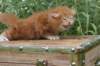 venyamin4weeks1182023ve2221_small.jpg