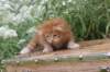 venyamin4weeks1182023ve222_small.jpg