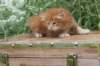 venyamin4weeks1182023ve223_small.jpg