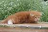 venyamin4weeks1182023ve224_small.jpg