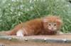 venyamin4weeks1182023ve225_small.jpg
