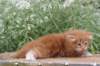 venyamin4weeks1182023ve227_small.jpg