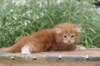 venyamin4weeks1182023ve228_small.jpg