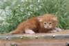 venyamin4weeks1182023ve229_small.jpg