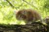 venyamin65weeks29820235_small.jpg