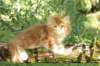 venyamin65weeks29820236_small.jpg