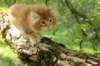 venyamin65weeks29820237_small.jpg