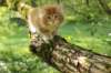 venyamin65weeks29820239_small.jpg