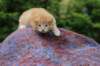 vidalvt2425weeks317202311_small.jpg
