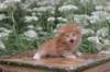 vidalvt244weeks118202311_small.jpg