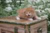 vidalvt244weeks11820234_small.jpg
