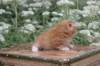 vidalvt244weeks11820238_small.jpg