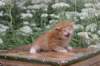 vidalvt244weeks11820239_small.jpg