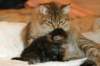 amurinvictoriagirlsibn22dob912201423_small.jpg